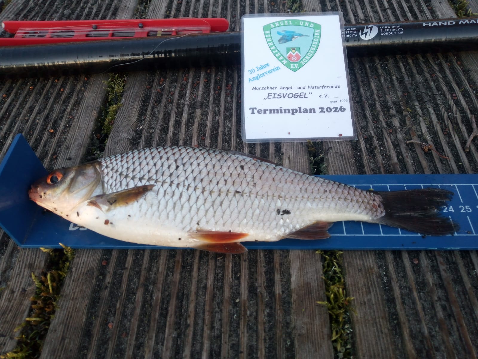 06 26 2026 03 19 Plötze 24cm